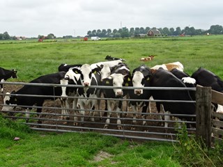koe