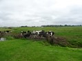 koe2